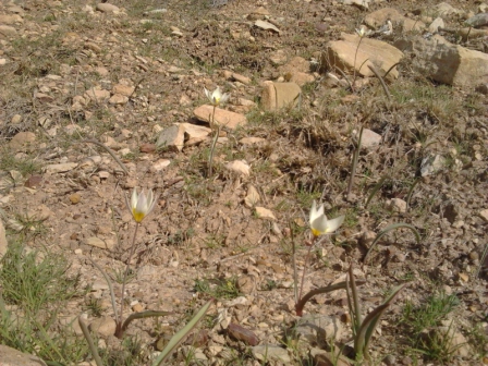 TUlipa biflora